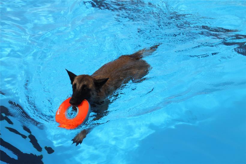 So macht Apportieren richtig Spaß