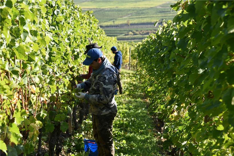 So sah es zur Weinernte letztes Jahr auf dem Palmberg bei Ahn aus. Helfer kommen auch dieses Jahr – allerdings gelten bestimmte Vorgaben. 

