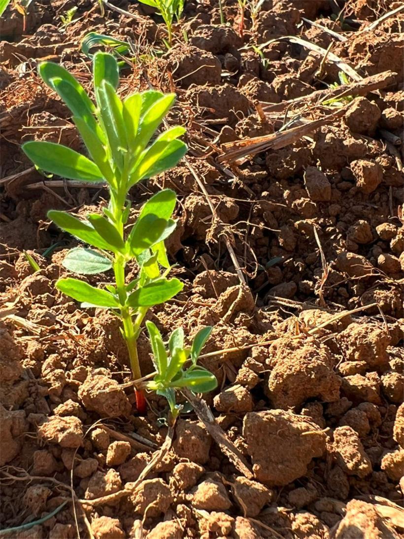 So sehen die jungen Linsen-Pflanzen aus
