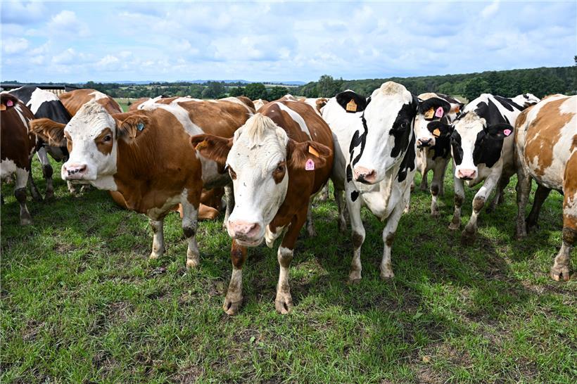 So sehen glückliche Kühe aus: Kühe auf der Weide – möglichst ganzjährig – haben viele Effekte für Natur und Landwirtschaft

