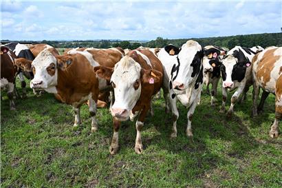 So sehen glückliche Kühe aus: Kühe auf der Weide – möglichst ganzjährig – haben viele Effekte für Natur und Landwirtschaft
