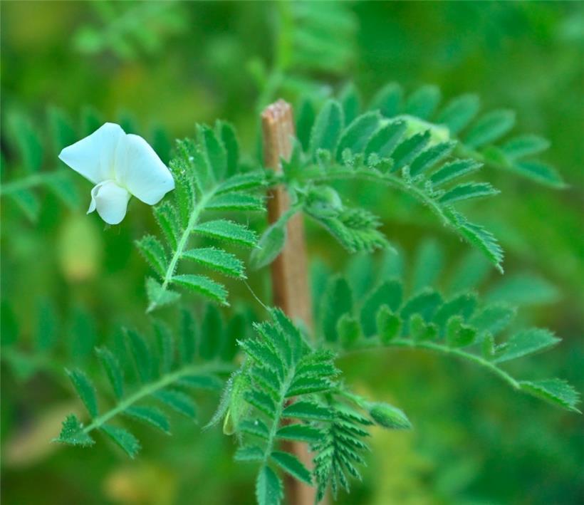 So sieht eine Kichererbsen-Blüte aus
