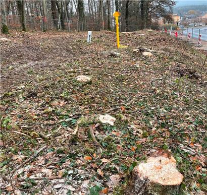 So sieht es nach dem vergangenen Wochenende im Bobësch am Rand des CR 110 aus. Alte Bäume wurden gefällt. 
