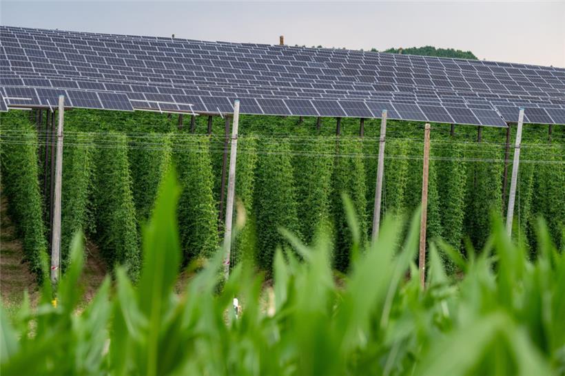 Solarpanels in einem Hopfenfeld in Bayern. Die Lösung liegt möglicherweise in der „Agrivoltaik“, die Landwirtschaft und Energieerzeugung kombiniert.
