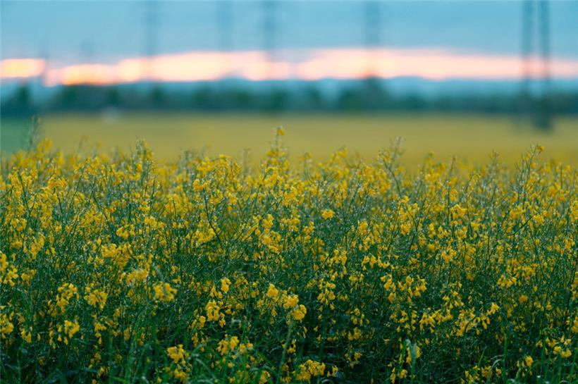Sorgen bereitet insbesondere der hohe Landverbrauch. Jährlich werden 180 Hektar Land versiegelt.
