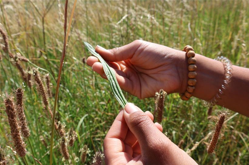 Spitzwegerich gilt als wahre Powerpflanze und wirkt bei Verdauungsbeschwerden genauso gut wie die bekannten Flohsamenschalen
