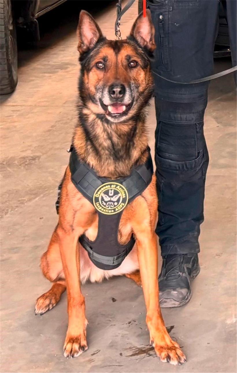 Spürhund Balto hat bei einer Lkw-Kontrolle Drogen aufgespürt
