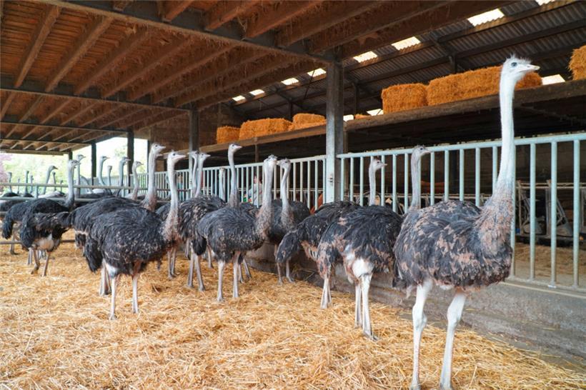 Starke Vögel: Blick in die Straußenfarm

