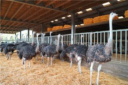 Starke Vögel: Blick in die Straußenfarm
