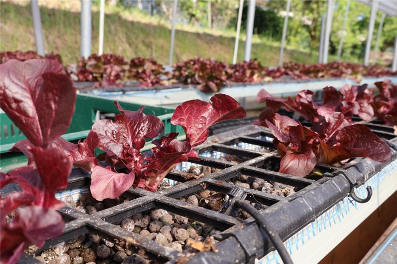 Statt im Boden wächst das Gemüse der Horizon Farms in Hydroponik-Anlagen und wir...