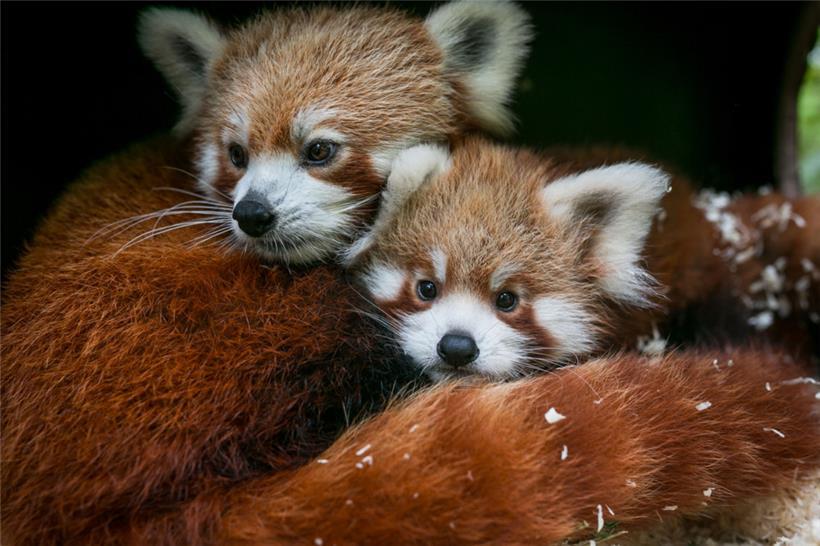 Stehen besonders hoch im Kurs: die scheuen Roten Pandas
