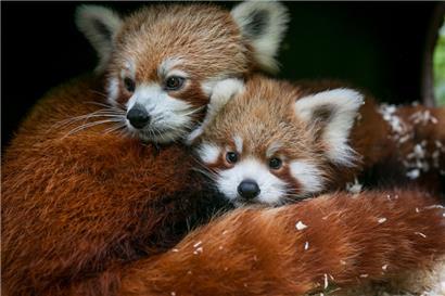 Stehen besonders hoch im Kurs: die scheuen Roten Pandas
