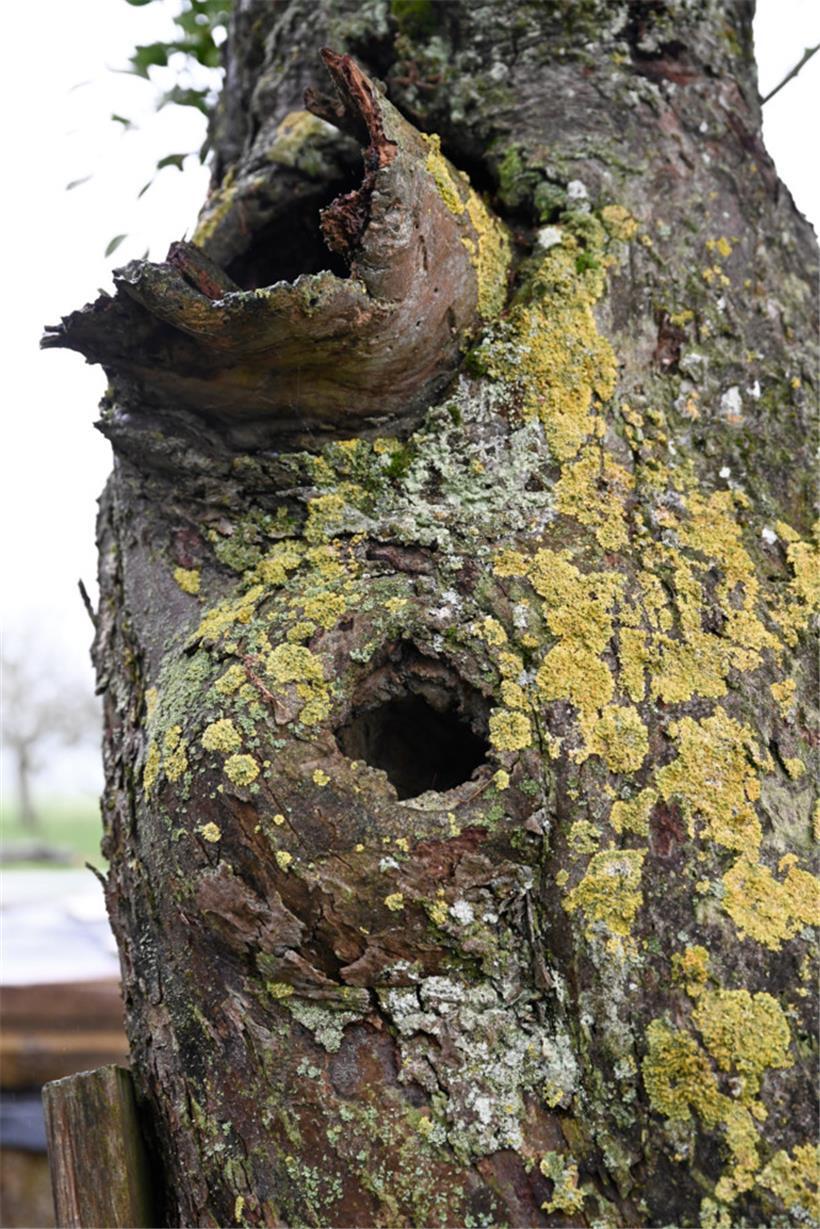 Steinkäuze oder Spechte lieben „Höhlen“ wie diese