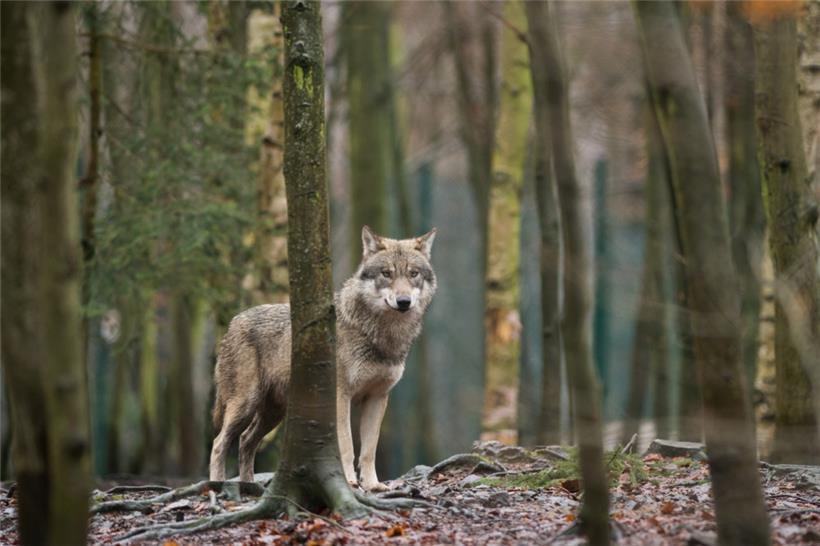 Stellt der Wolf eine Gefahr dar?

