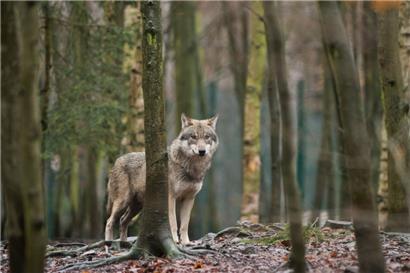 Stellt der Wolf eine Gefahr dar?
