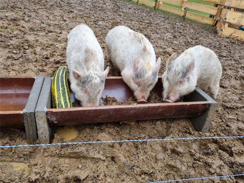 Süß! Die drei Mini-Schweine, die im Matgesfeld ein neues Zuhause gefunden haben, brauchen nun einen Namen. Die Schulkinder der Gemeinde Sanem sind aufgefordert, kreativ zu sein und Namen vorzuschlagen. 

