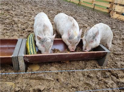 Süß! Die drei Mini-Schweine, die im Matgesfeld ein neues Zuhause gefunden haben, brauchen nun einen Namen. Die Schulkinder der Gemeinde Sanem sind aufgefordert, kreativ zu sein und Namen vorzuschlagen. 
