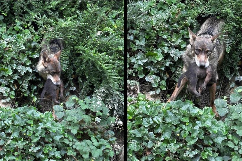 Süßer Nachwuchs im „Parc merveilleux“: Ein iberisches Wolfspaar hat kürzlich Nachwuchs bekommen
