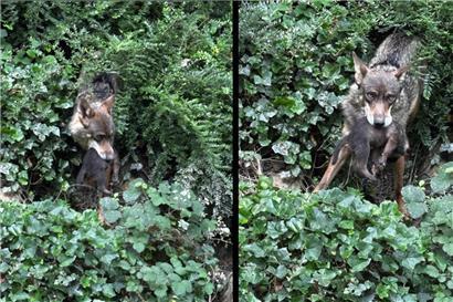 Süßer Nachwuchs im „Parc merveilleux“: Ein iberisches Wolfspaar hat kürzlich Nachwuchs bekommen
