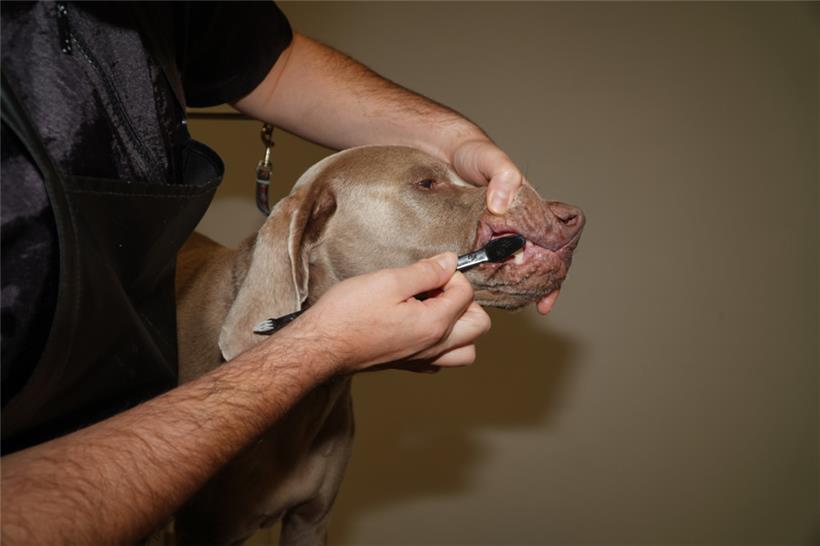 Tägliches Zähneputzen ist die effektivste Maßnahme gegen üblen Maulgeruch. Alter...