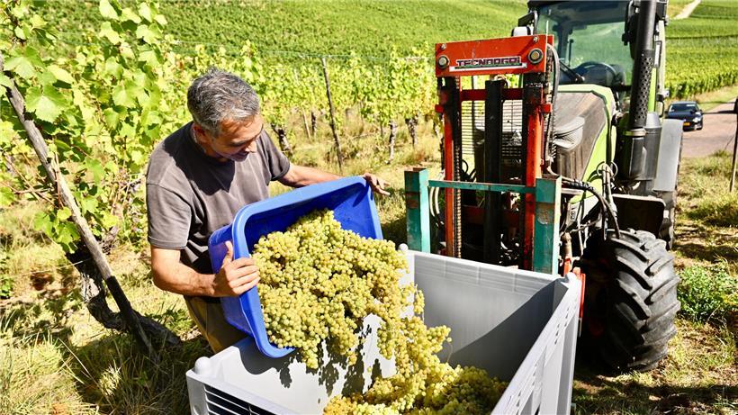 Tageblatt im Einsatz in Weinbergen zur Weinlese für hochwertigen eigenen Wein