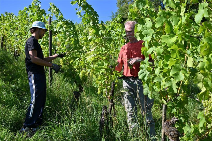 Théo (l.) und Mirek (r.) haben uns in der Domaine-Tageblatt-Parzelle ausgeholfen...
