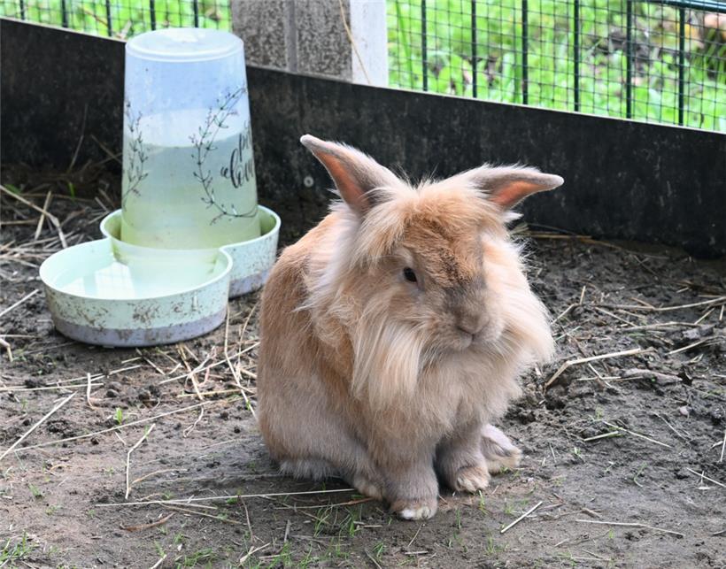 Therapietiere müssen nicht groß sein
