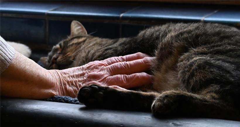 Tiere können das Gefühl von Einsamkeit mindern – doch soziale Kontakte ersetzen sie nicht
