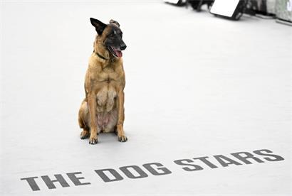 Tierischer Star: der Schäferhund Cessna spielt in "The Dog Stars" eine bedeutende Rolle