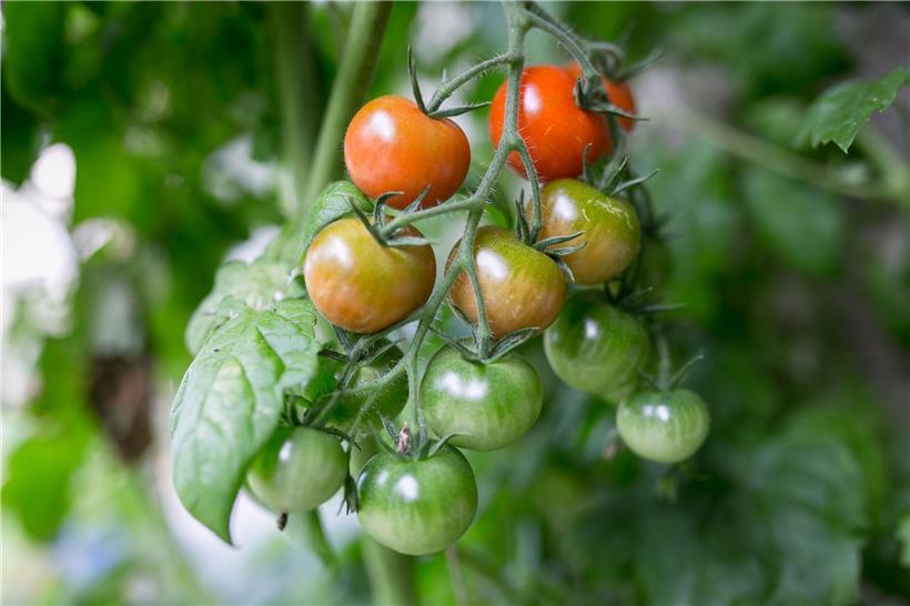 Tomaten aus lokaler Produktion sind umweltgerechter und haben eine bessere Ökobi...
