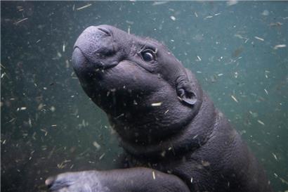 Toni, das kleine Zwergflusspferd aus dem Zoo Berlin, unternimmt ihren ersten Tauchgang vor Publikum im tieferen Becken der Innenanlage der Hippo Bay im Zoo
