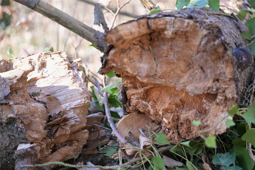 Tote Fichten werden der Natur überlassen
