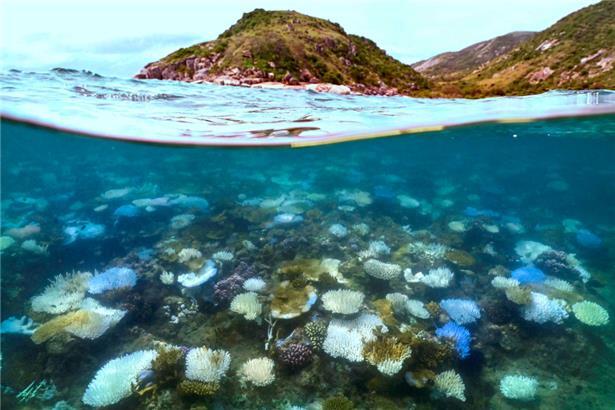Tote Korallen im Great Barrier Reef im Jahr 2024
