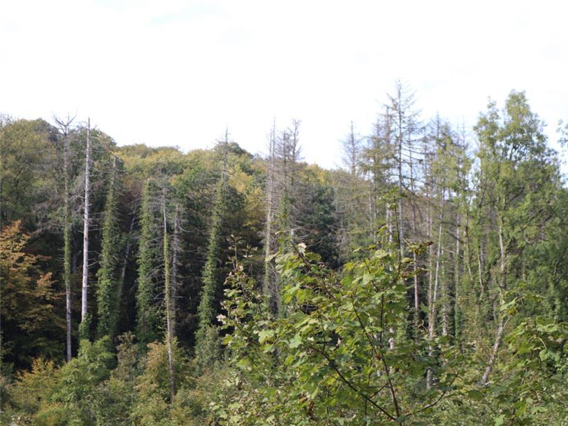 Tote und kranke Fichten im Ellergronn
