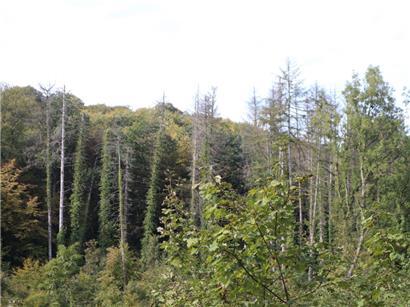 Tote und kranke Fichten im Ellergronn

