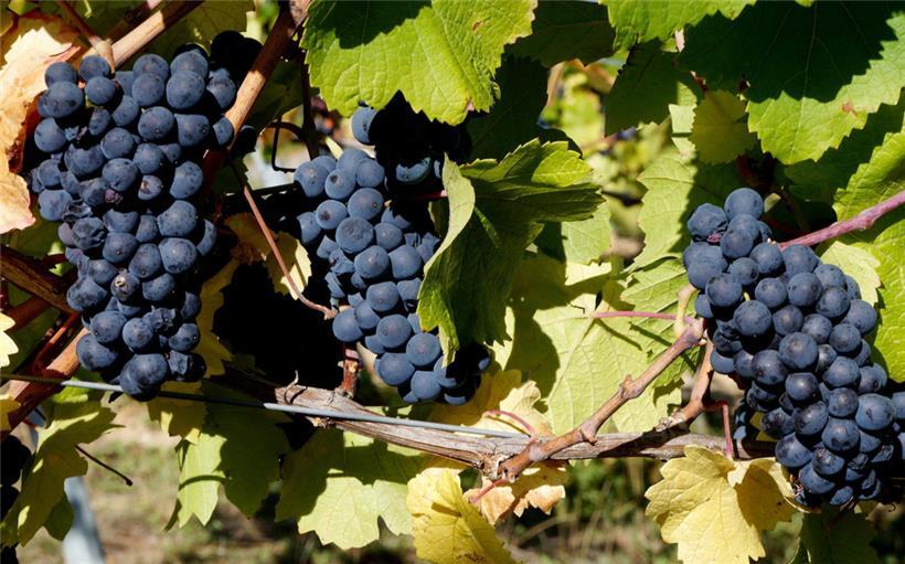 Traubenlese an der Mosel: Wie viel geerntet wird, hängt auch vom Wetter ab
