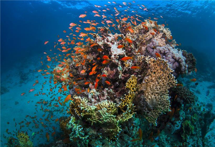 Trotz der Bedrohung durch Klimawandel und schlechte Wasserqualität ist das Great Barrier Reef vor der Küste Australiens zumindest vorerst einer Einstufung als „gefährdetes“ Welterbe entgangen
