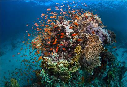 Trotz der Bedrohung durch Klimawandel und schlechte Wasserqualität ist das Great Barrier Reef vor der Küste Australiens zumindest vorerst einer Einstufung als „gefährdetes“ Welterbe entgangen
