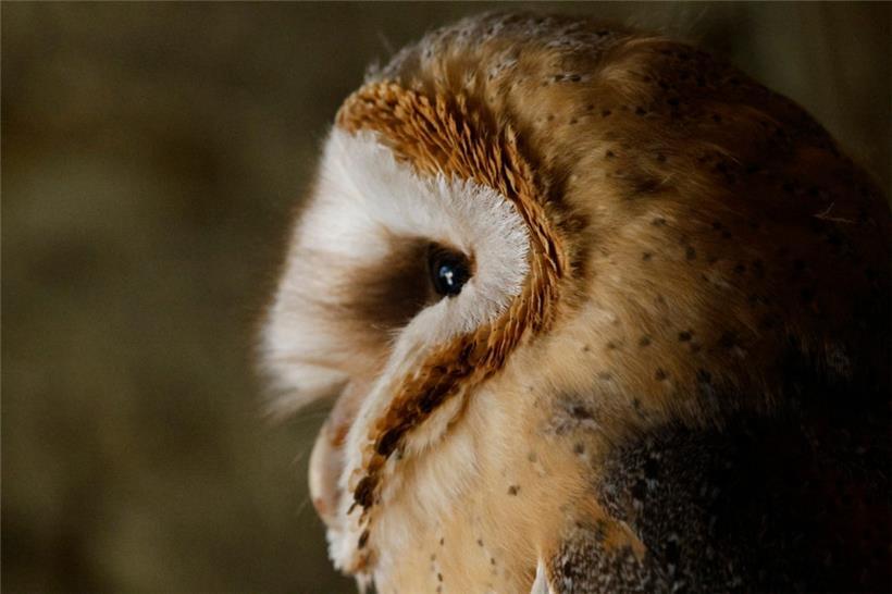 Trotz der Bereitstellung von Nistmöglichkeiten hat sich der Zustand der Schleier...