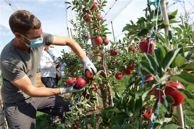 Trotz der diesjährigen Gegebenheiten haben die Äpfel noch eine schöne Größe und Farbe bekommen: hier zu sehen bei den Elstar-Äpfeln
