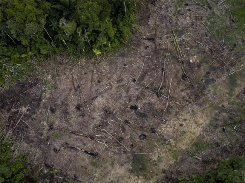 Abholzung im Amazonas 2024 trotz niedrigstem Stand seit 2019 weiterhin alarmierend und großflächig sichtbar