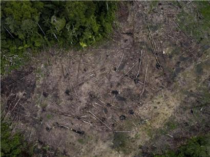 Abholzung im Amazonas 2024 trotz niedrigstem Stand seit 2019 weiterhin alarmierend und großflächig sichtbar