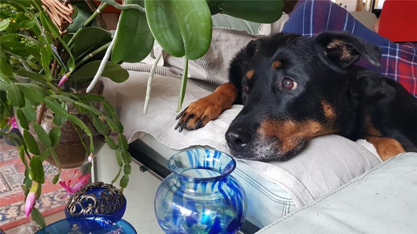 Trübe Aussichten. Doch Hund wie Mensch wollen einfach nur raus und verlangen nach klaren Regeln. Die Rückkehr zur Normalität soll eine organisierte Tour und keine Tortur sein.
