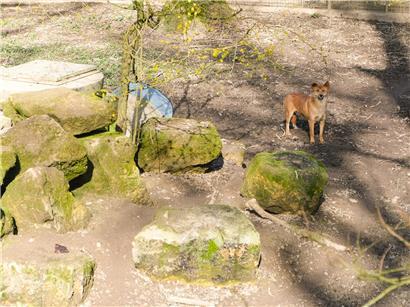 Schlanker, ausdauernder Dingo im natürlichen Lebensraum, effizienter Jäger und an Bewegung angepasst