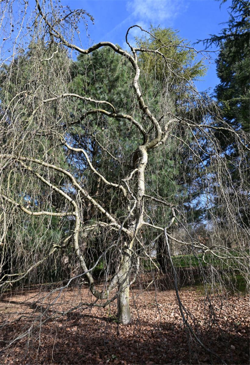 Über 1.000 verschiedene Bäume und Sträucher kann man im Ettelbrücker Arboretum b...