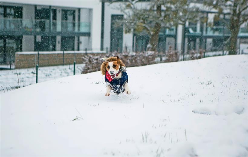 Über mehr Grünflächen werden sich auch die Vierbeiner freuen
