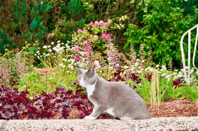 Um Katzen vom Graben abzuhalten, lässt sich Kaninchendraht als schützende Abdeckung über Beete legen, wobei auf ungefährliche Kanten geachtet werden muss, damit sich keine Tiere verletzen
