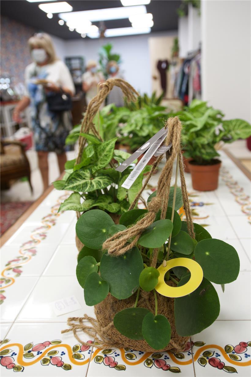 Um die Zeit des Lockdowns zu überbrücken, hat die Besitzerin von Pilea ihre Ware...