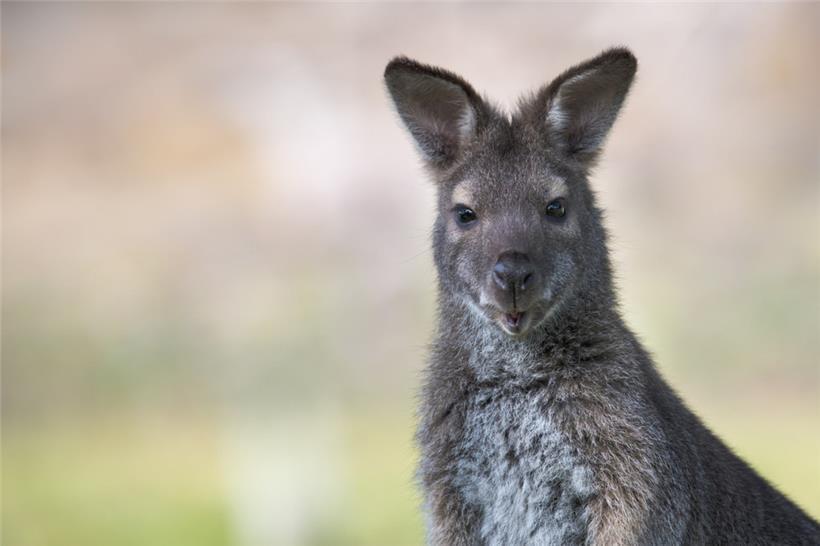 Um ein Wallaby-Känguru halten zu dürfen, muss man eine spezielle Genehmigung von der Veterinärinspektion haben

