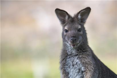 Um ein Wallaby-Känguru halten zu dürfen, muss man eine spezielle Genehmigung von der Veterinärinspektion haben
